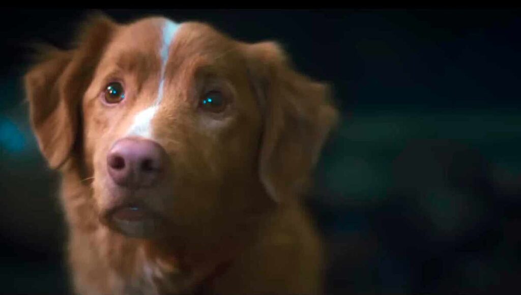 Crítica de Good Boy (2025) ★★★½ Carisma y gran ambientación 1 Crítica de Good Boy