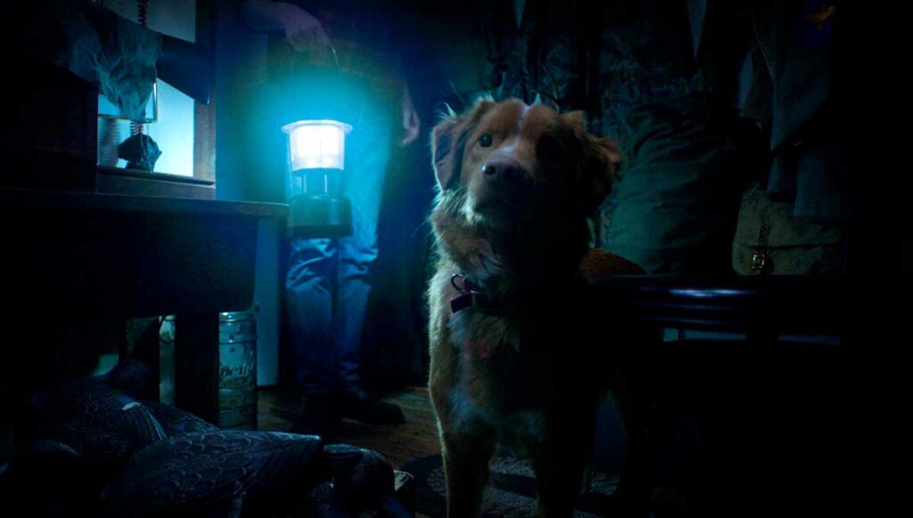 Crítica de Good Boy (2025) ★★★½ Carisma y gran ambientación 2 Crítica de Good Boy